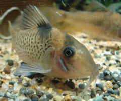 INR06208.jpg INR06208.jpg