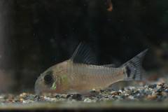 coryimage.jpg coryimage.jpg