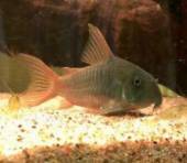 コリドラス・コンコロール コリドラス・コンコロール