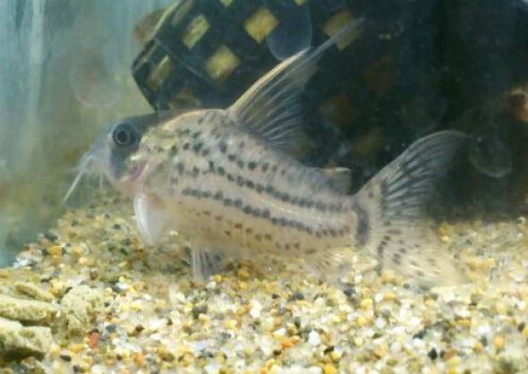 コリドラス・シュワルツィ コリドラス・シュワルツィ