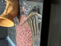 C3A8F194-EC99-49CC-A00C-1846548A0218.jpeg C3A8F194-EC99-49CC-A00C-1846548A0218.jpeg