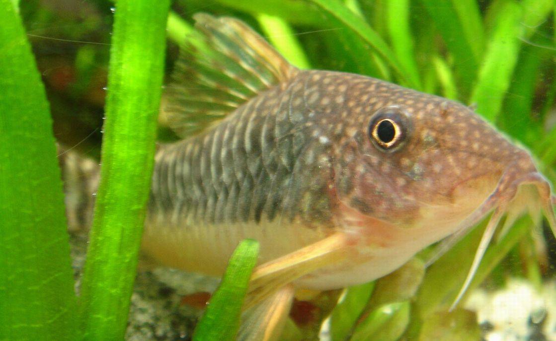 コリドラス・セウシィ コリドラス・セウシィ