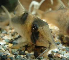 INR06209.jpg INR06209.jpg