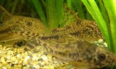 INRim35.jpg INRim35.jpg