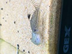 78F0C0BC-0975-4A58-9A45-864816C6EDE3.jpeg 78F0C0BC-0975-4A58-9A45-864816C6EDE3.jpeg