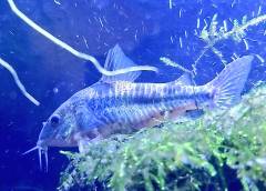 -h2bcf.jpg -h2bcf.jpg