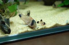 201121031-1_1.jpg 201121031-1_1.jpg