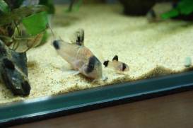 201121031-1_1.jpg 201121031-1_1.jpg