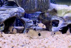 7F39AA90-BE7C-433C-A4FF-427864F7EC24.jpeg 7F39AA90-BE7C-433C-A4FF-427864F7EC24.jpeg