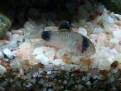 IMG_201306162635.jpg IMG_201306162635.jpg