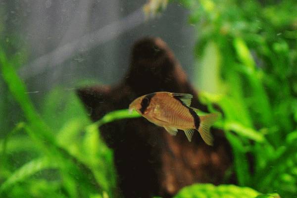 コリドラス メタエ アクアリウムwiki コリドラス メタエ アクアリウムwiki