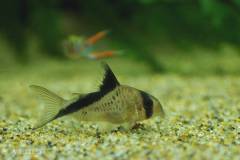 Co. melini5072.jpg Co. melini5072.jpg