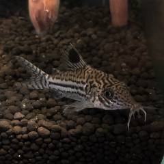 22F41D8D-6045-4037-9595-5AB9B480C564.jpeg 22F41D8D-6045-4037-9595-5AB9B480C564.jpeg