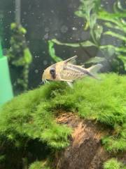 B0062F70-978B-452C-9745-2353760B8A2D.jpeg B0062F70-978B-452C-9745-2353760B8A2D.jpeg