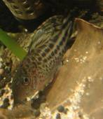 コリドラス・ロビネアエ コリドラス・ロビネアエ