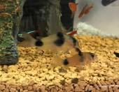 コリドラス・ワイツマニー コリドラス・ワイツマニー