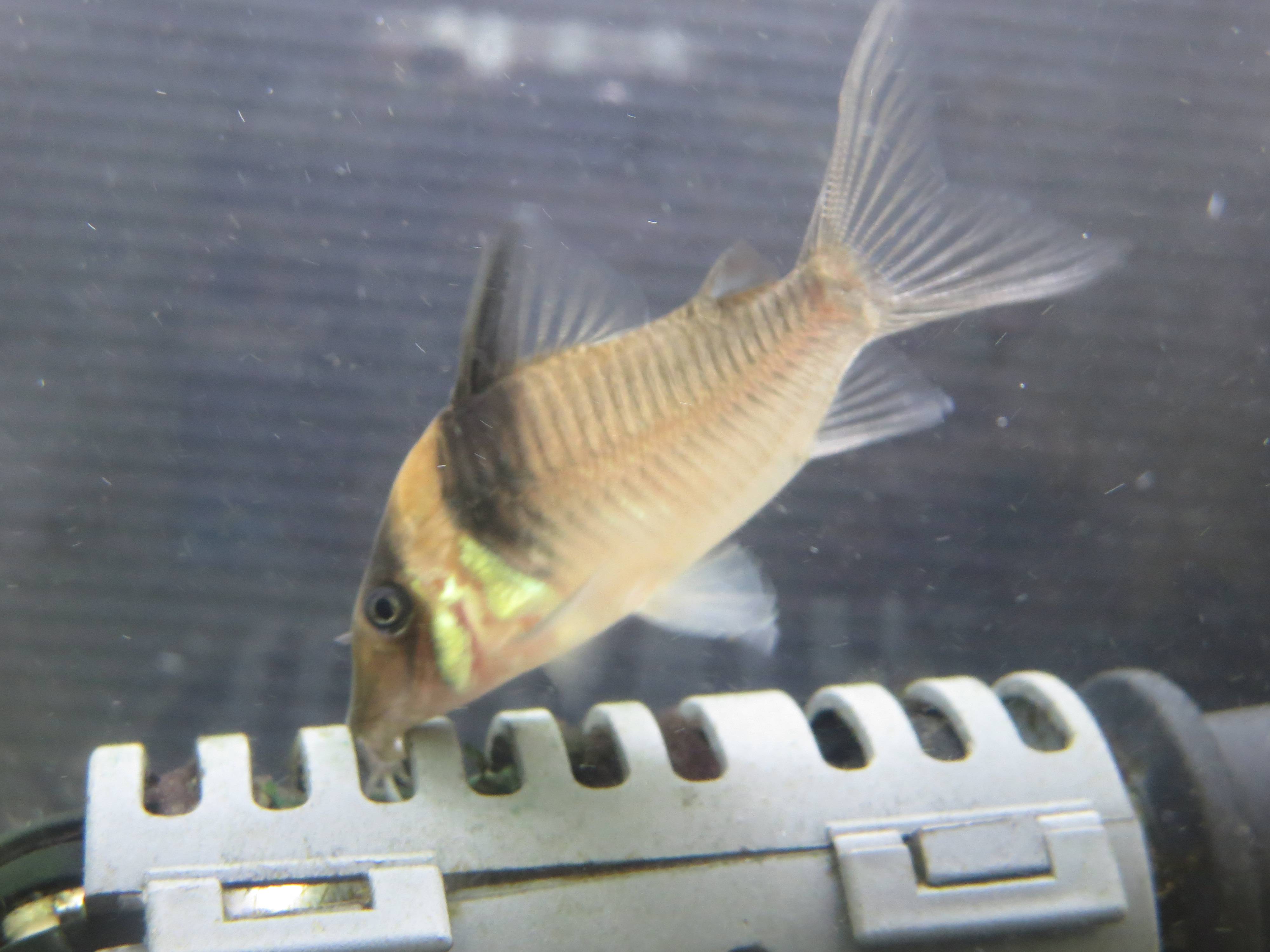 コリドラス・ヴァージナエ コリドラス・ヴァージナエ