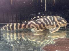 IMG_0527.jpg IMG_0527.jpg