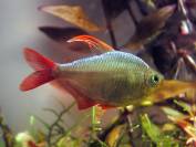 Hyphessobrycon.jpg Hyphessobrycon.jpg