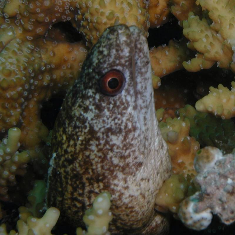 ゴマウツボ ゴマウツボ