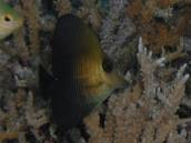 ゴマハギ.jpg ゴマハギ.jpg