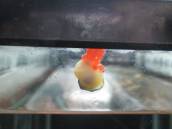 ゴールデン・アップルスネール ゴールデン・アップルスネール