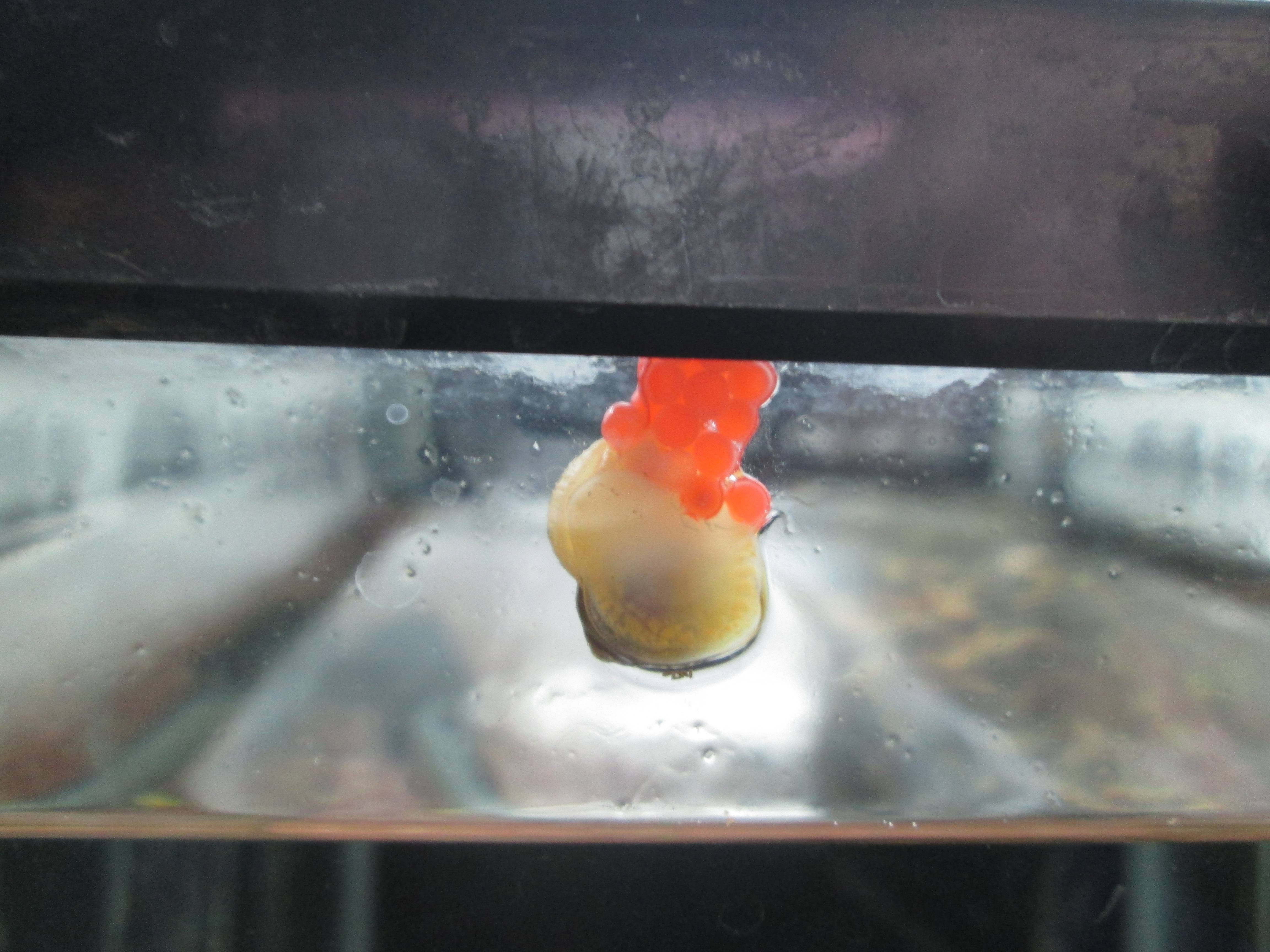 ゴールデン・アップルスネール ゴールデン・アップルスネール