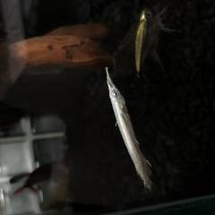 FC4D9D9C-9ED2-4113-A795-76BC6E6D9EAB_0.jpeg FC4D9D9C-9ED2-4113-A795-76BC6E6D9EAB_0.jpeg