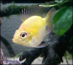 ゴールデンバルーンラミレジィ.png ゴールデンバルーンラミレジィ.png