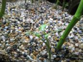 サウルルス サウルルス