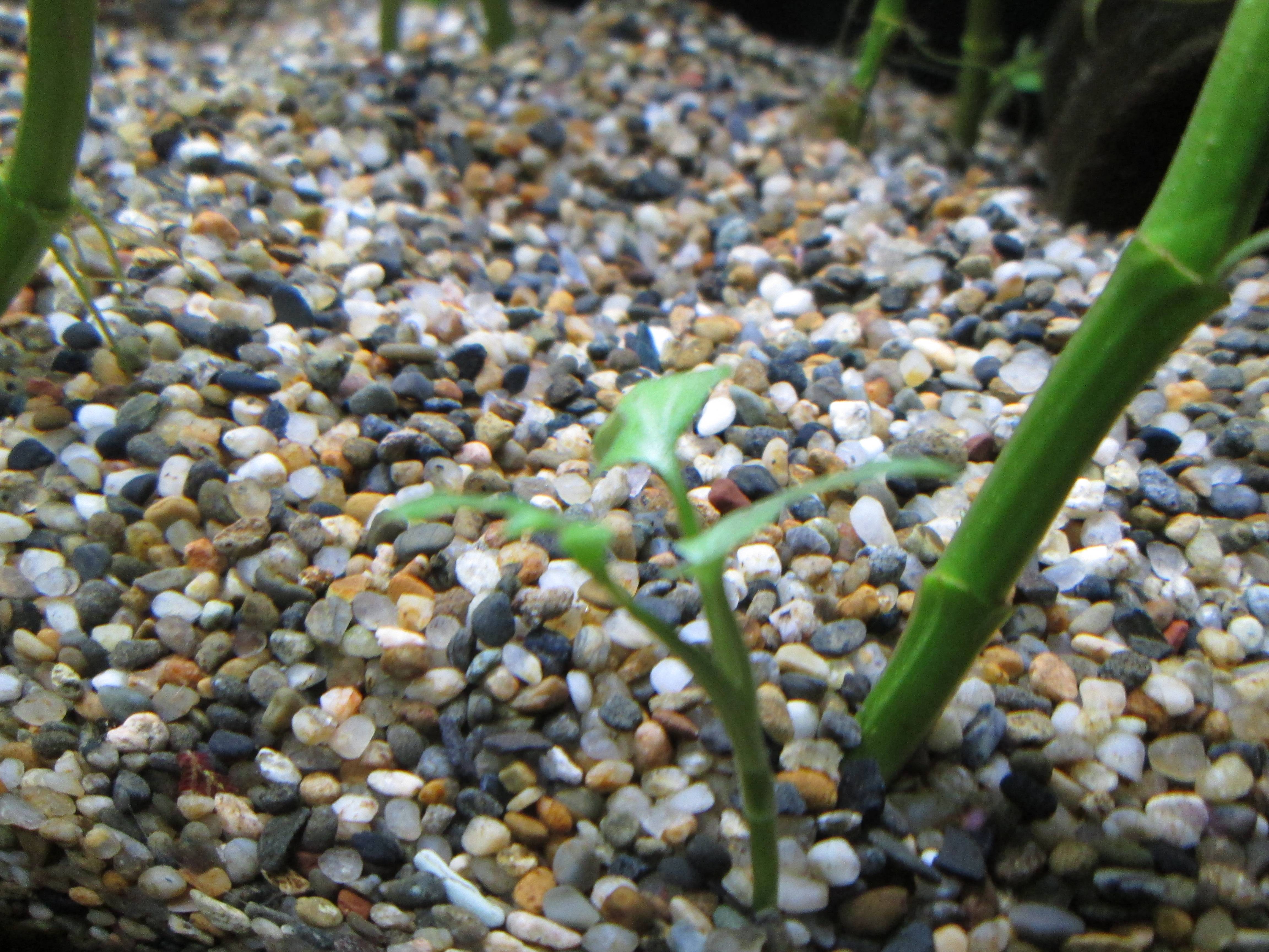 サウルルス サウルルス