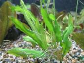 ササバモ ササバモ