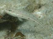 サザナミハゼ.jpg サザナミハゼ.jpg