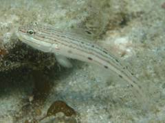 サザナミハゼ.jpg サザナミハゼ.jpg