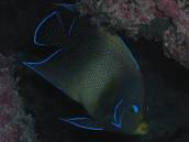 サザナミヤッコ.jpg サザナミヤッコ.jpg