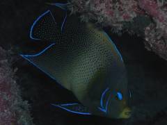 サザナミヤッコ.jpg サザナミヤッコ.jpg