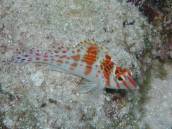 サラサゴンベ.jpg サラサゴンベ.jpg