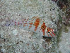 サラサゴンベ.jpg サラサゴンベ.jpg