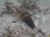 サラサハゼ.jpg サラサハゼ.jpg