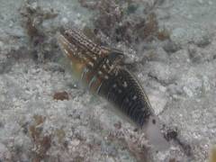 サラサハゼ.jpg サラサハゼ.jpg