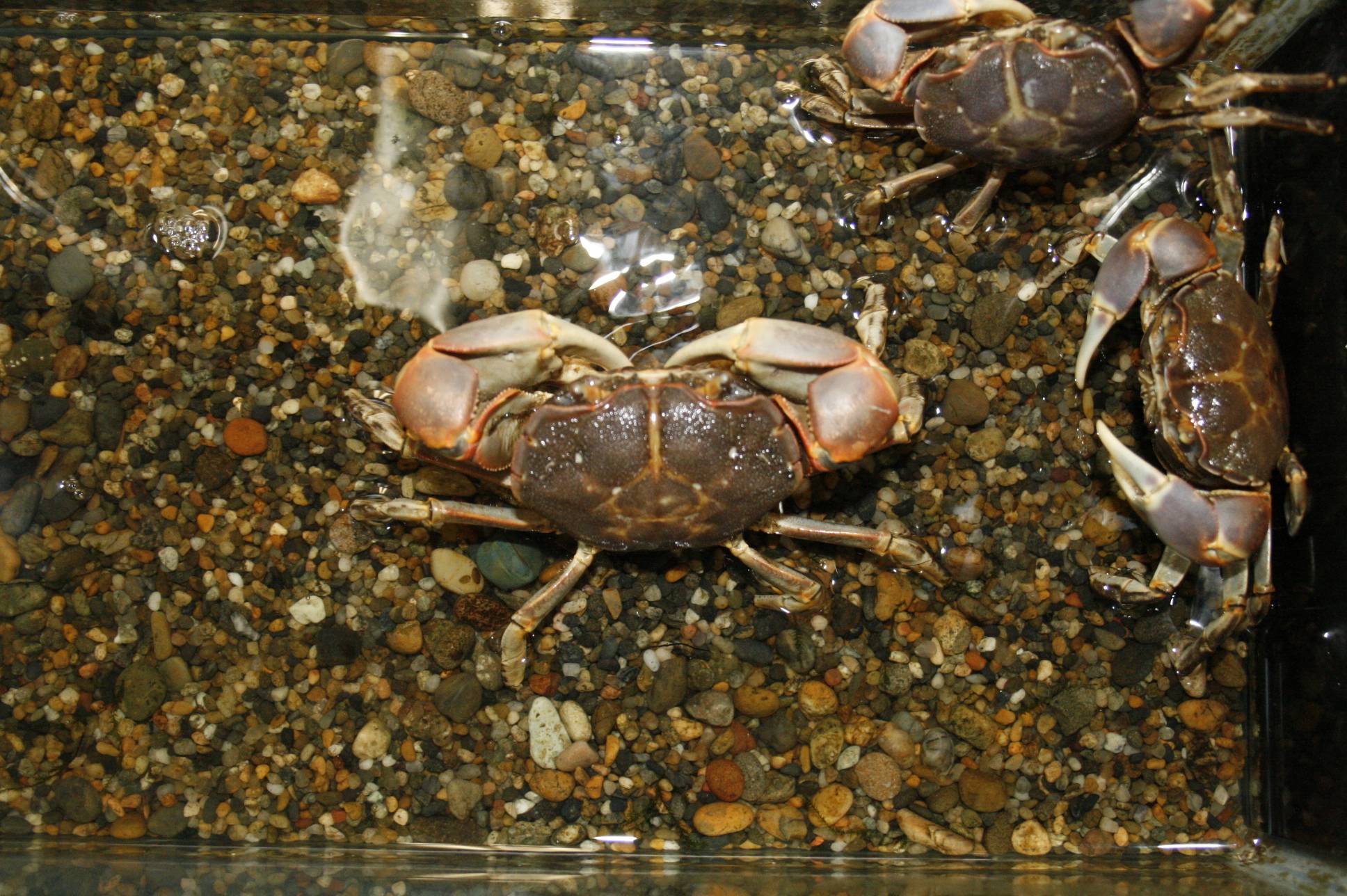 サワガニ サワガニ