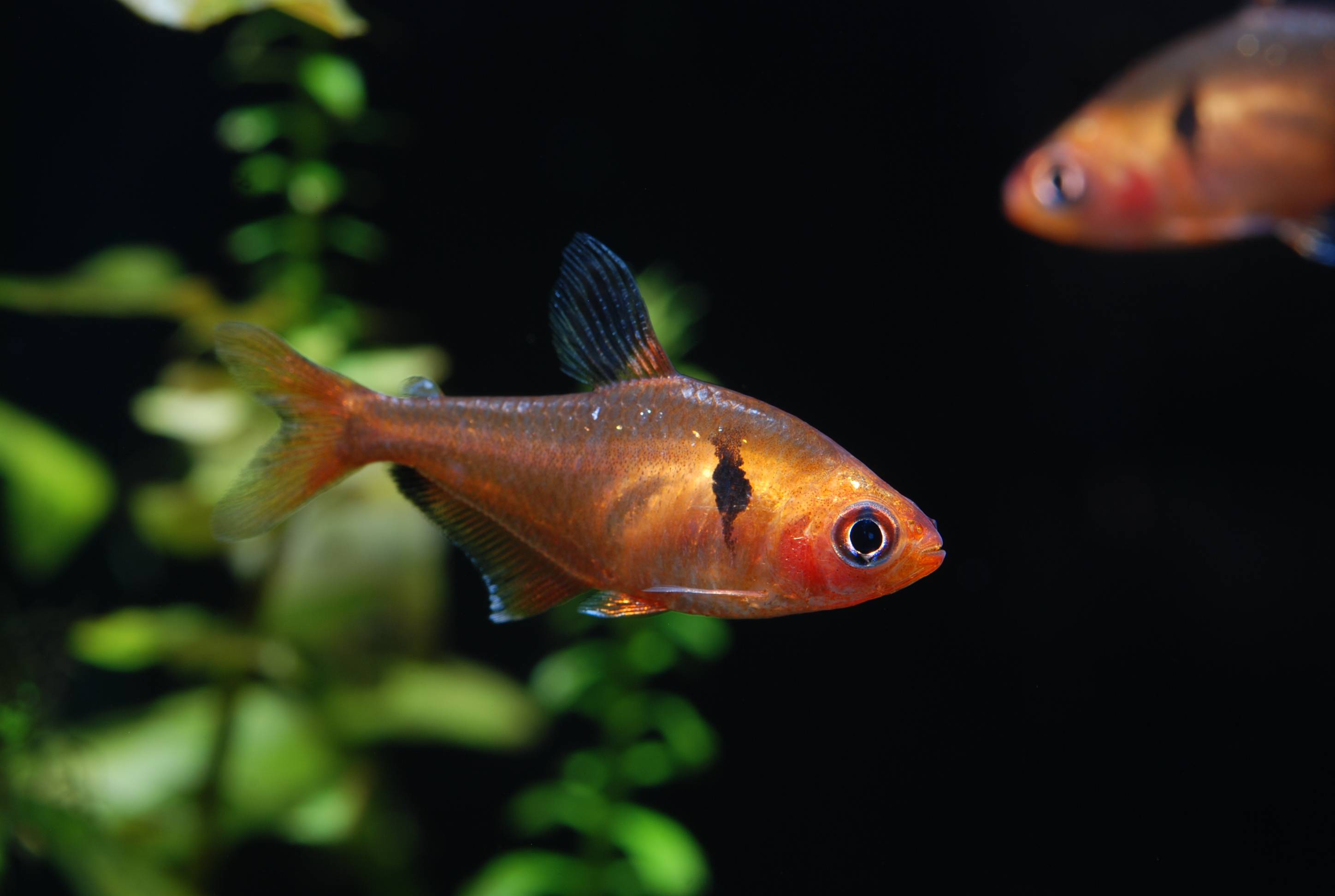 サーペ・テトラ サーペ・テトラ