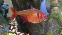 DSC_0149a.jpg DSC_0149a.jpg