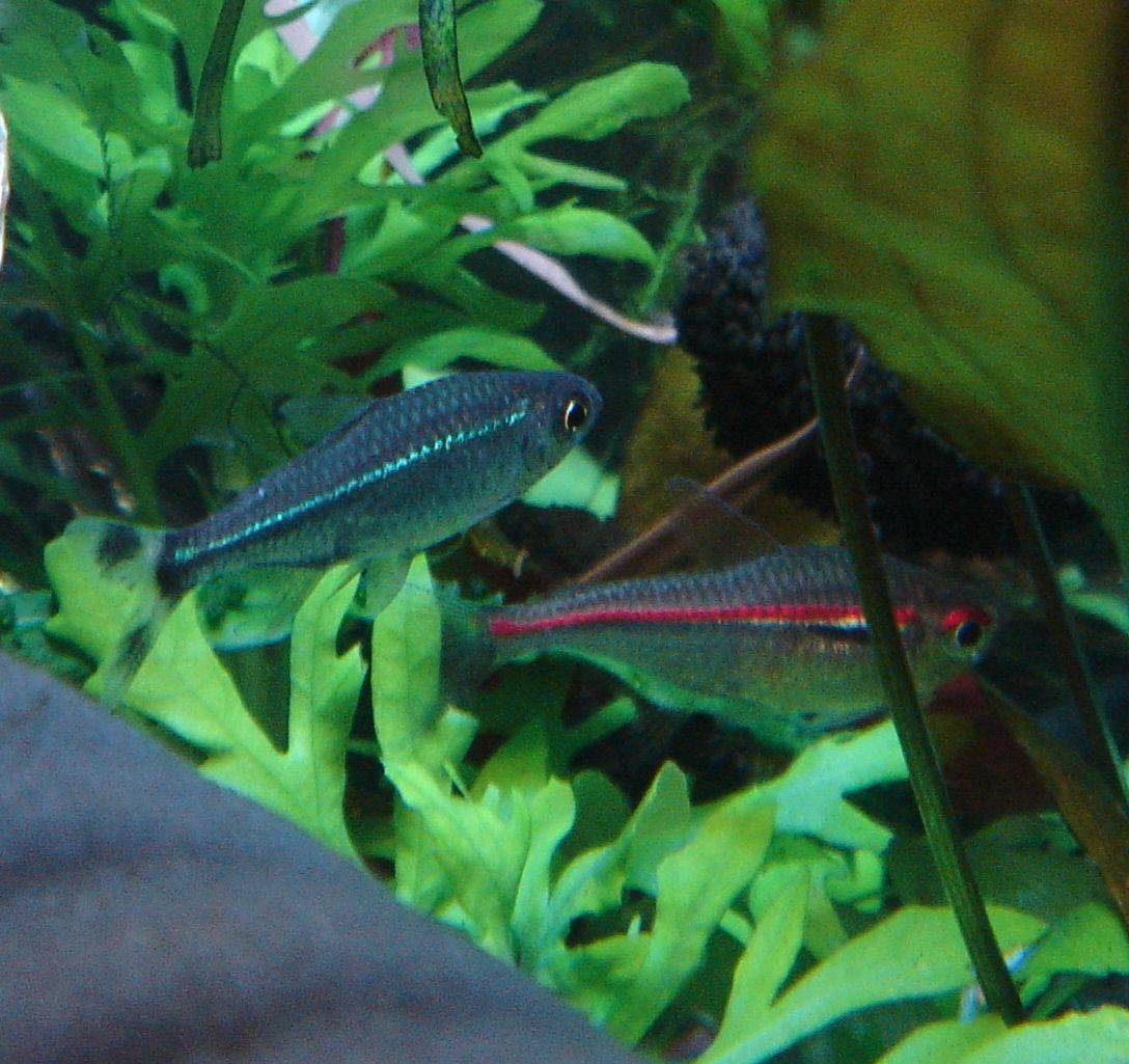 シザーステール・カラシン シザーステール・カラシン