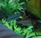 シザーステール・カラシン シザーステール・カラシン