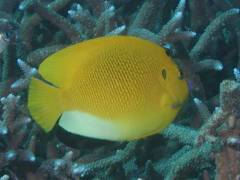 シテンヤッコ.jpg シテンヤッコ.jpg