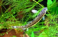 シマドジョウ_楽々アクア.com.jpg シマドジョウ_楽々アクア.com.jpg