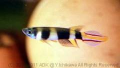 annulatus1.jpg annulatus1.jpg