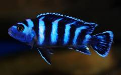 dem2-3.jpg dem2-3.jpg