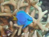 シリキルリスズメ.jpg シリキルリスズメ.jpg